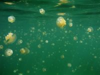 Jellyfish Lake (877 views)